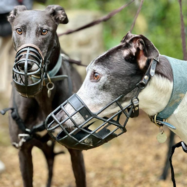 Luna_and_Olly_greyhounds_Image_by_Hugo_Paton-Freeman