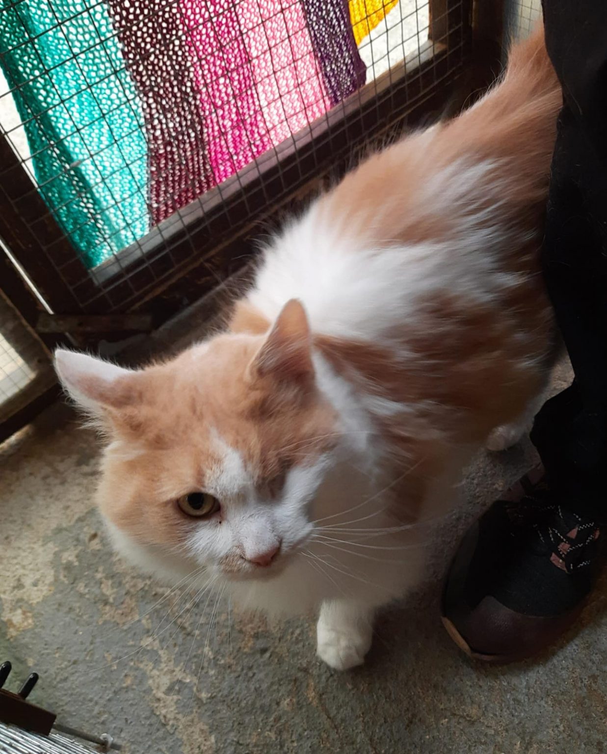 Duke (Available) Happy Landings Animal Rescue & Boarding Somerset