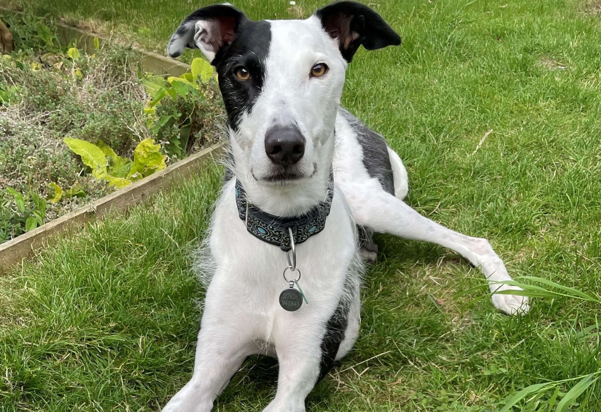 Fenton the therapy dog Happy Landings Animal Rescue & Boarding Somerset