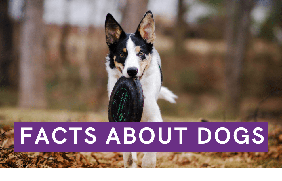 UK Rescue dog statistics 2024