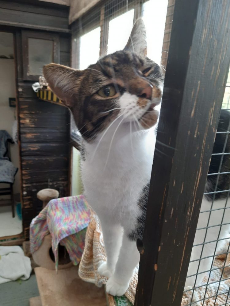 Nico (Available) Happy Landings Animal Rescue & Boarding Somerset