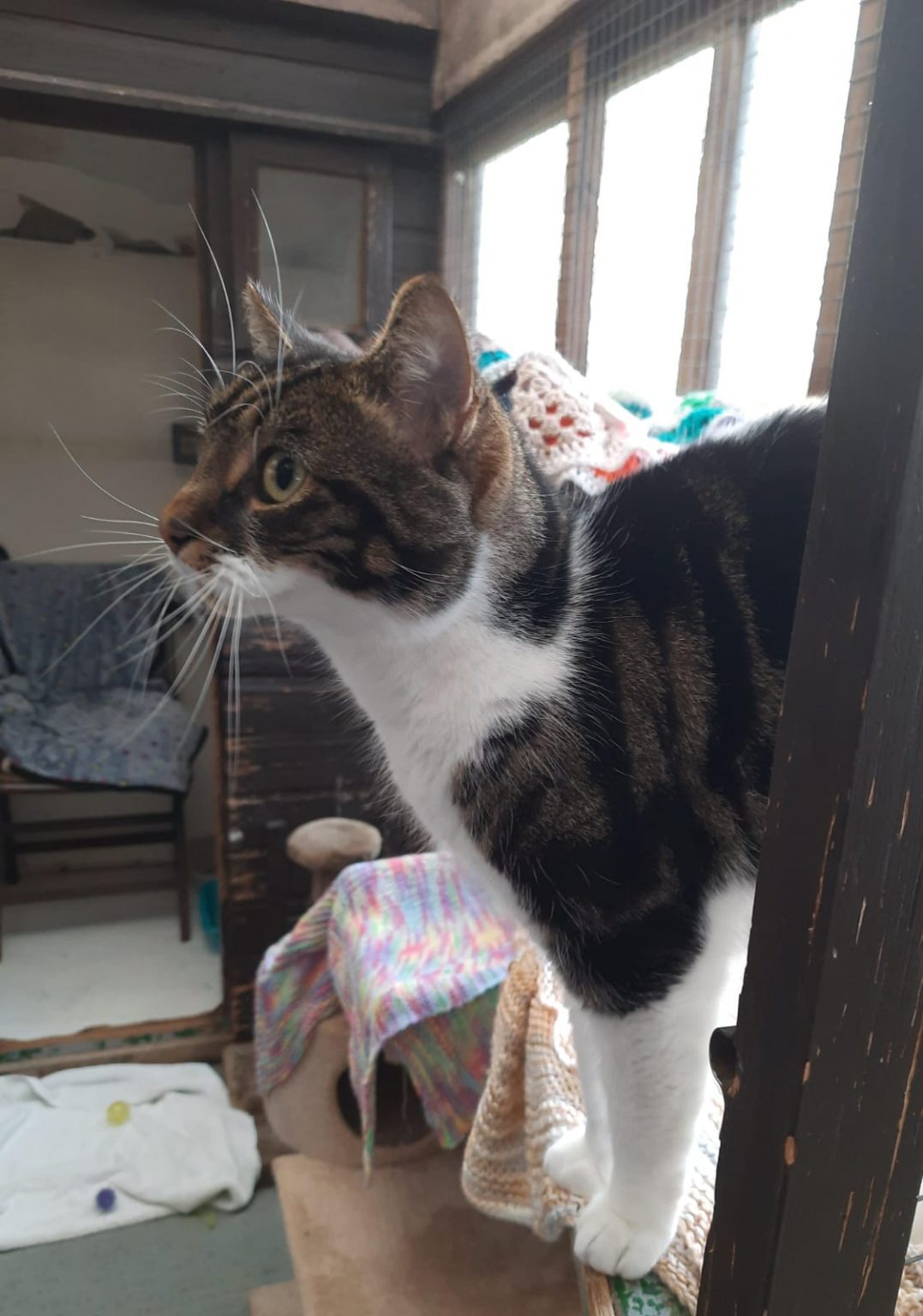 Nico (Available) Happy Landings Animal Rescue & Boarding Somerset