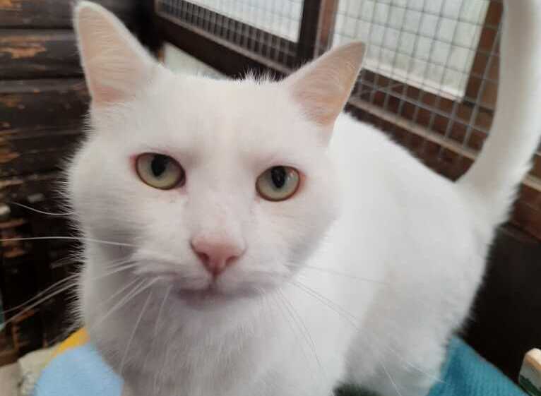 Snowball Snowball