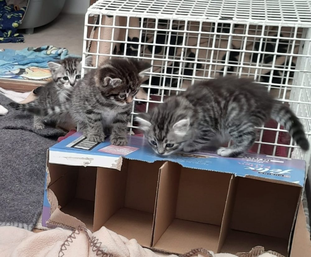 Kittens Kittens