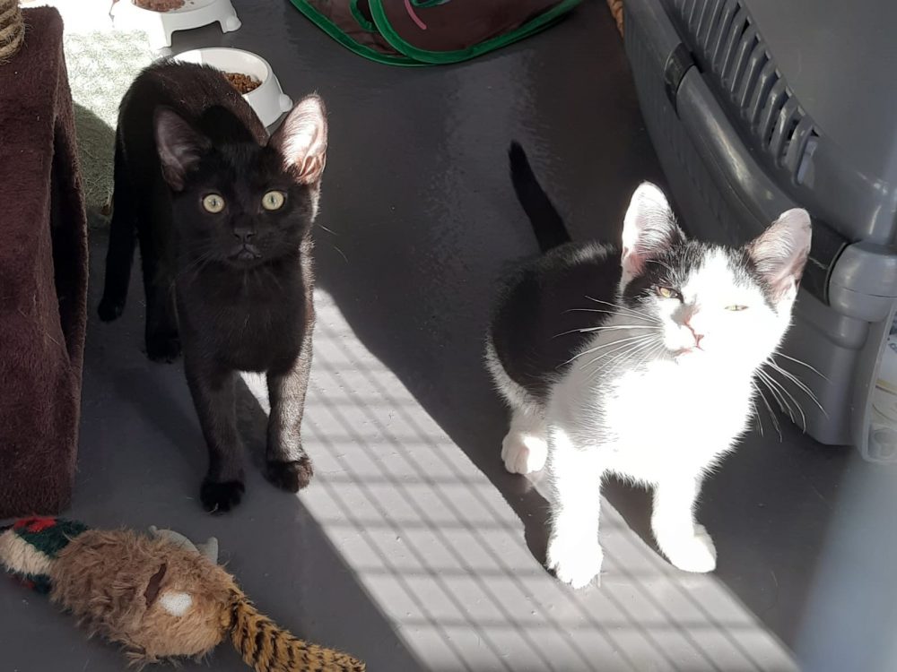 Kittens Kittens