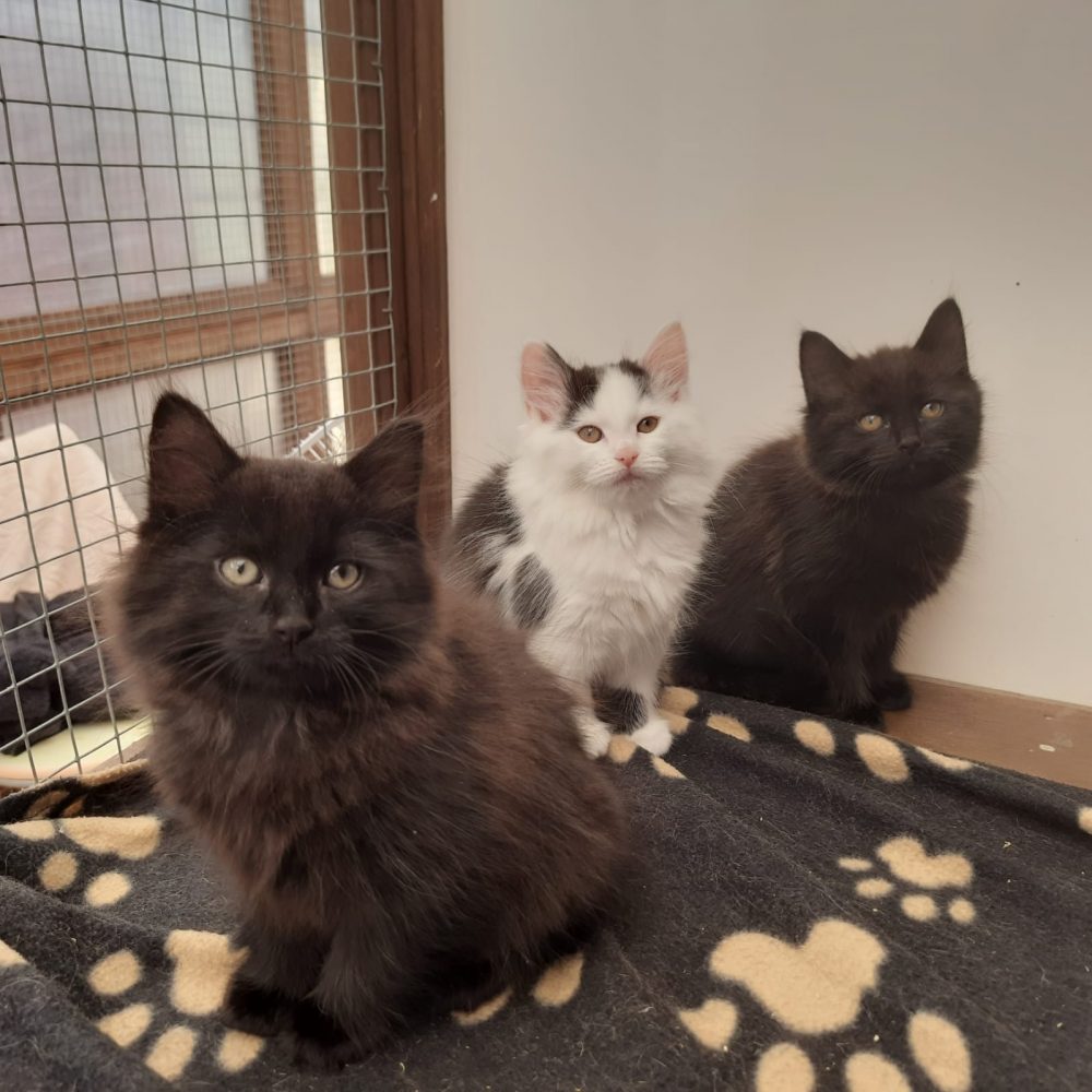 Kelesha, Cloudy, Archie & Ozzy Kelesha, Cloudy, Archie & Ozzy