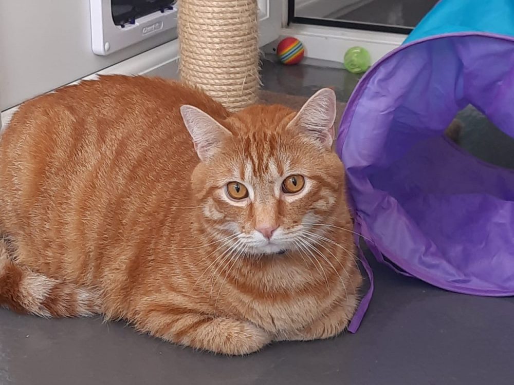 Arlo Arlo