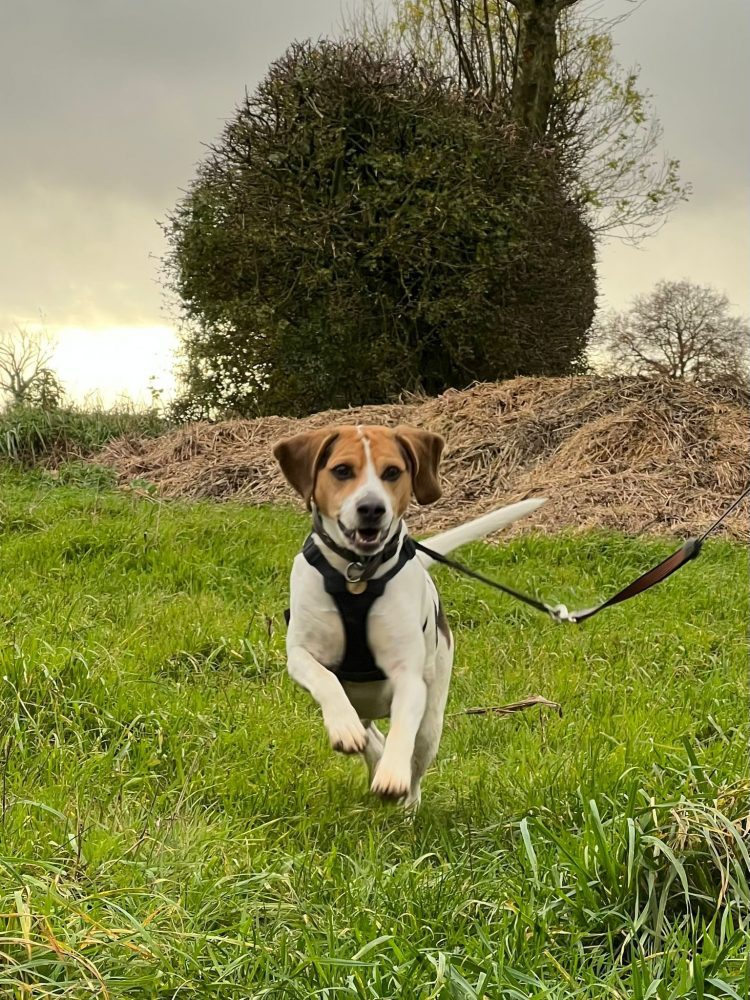 Ed Sheeran Ed Sheeran