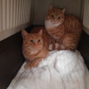 Peep & Nibbles Peep & Nibbles