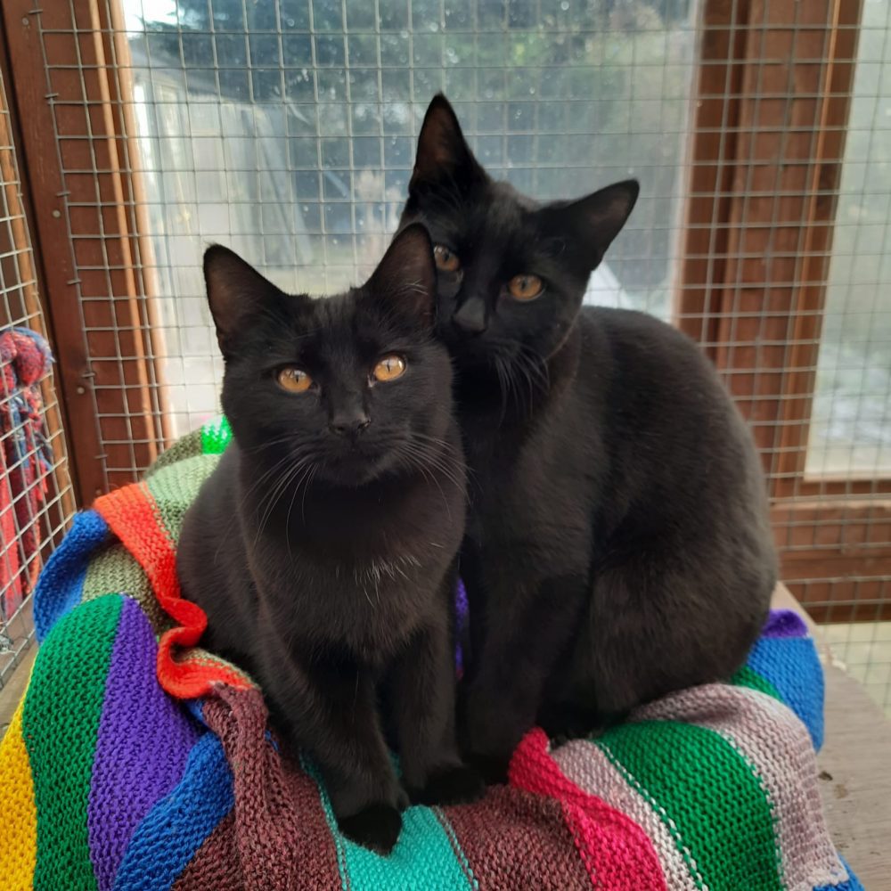 Moonlight & Tiny Moonlight & Tiny