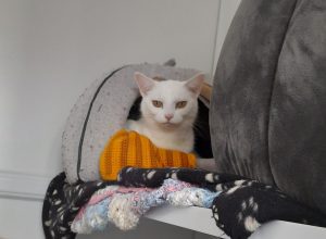 Caspurr & Purrl Caspurr & Purrl