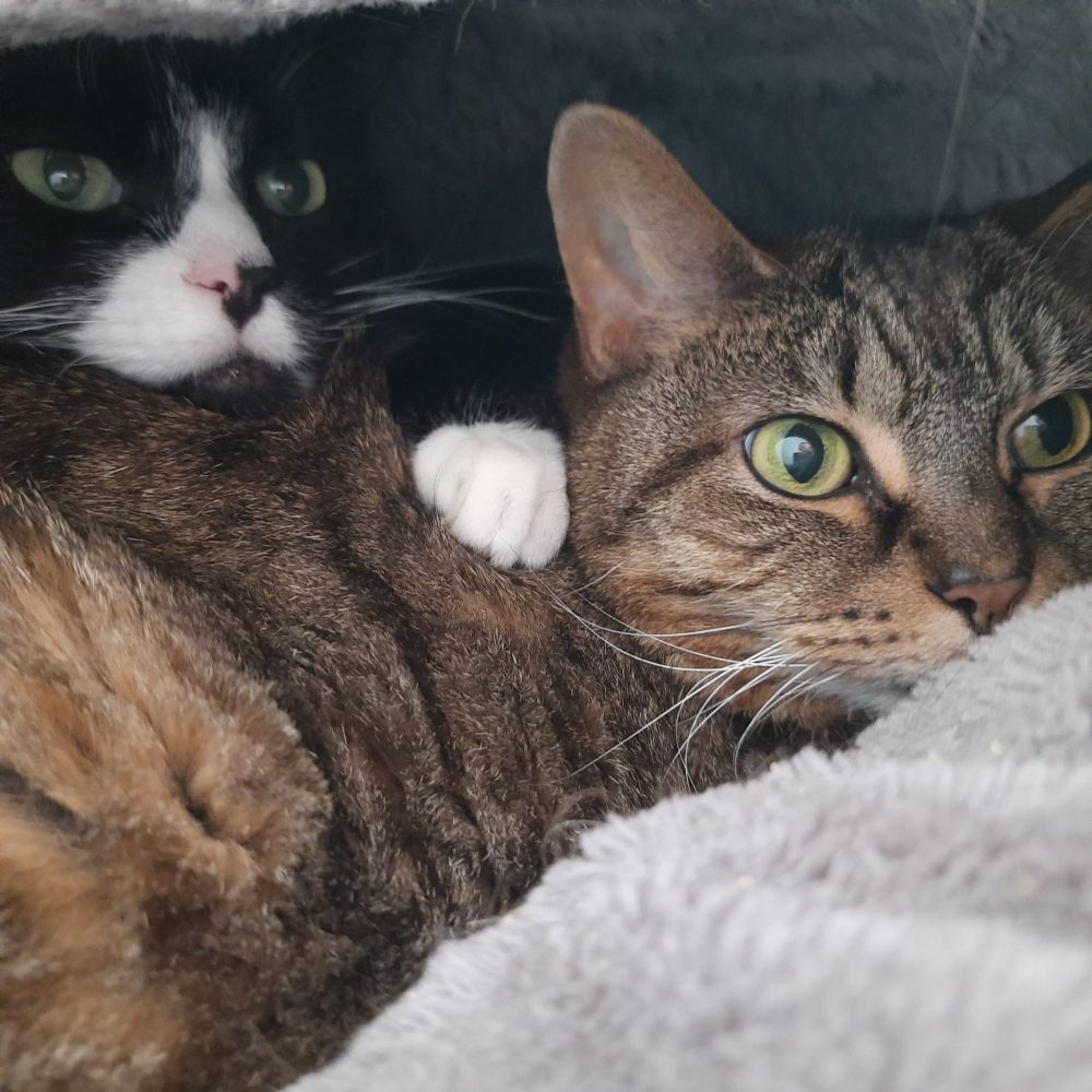 Cleo & Nala Cleo & Nala