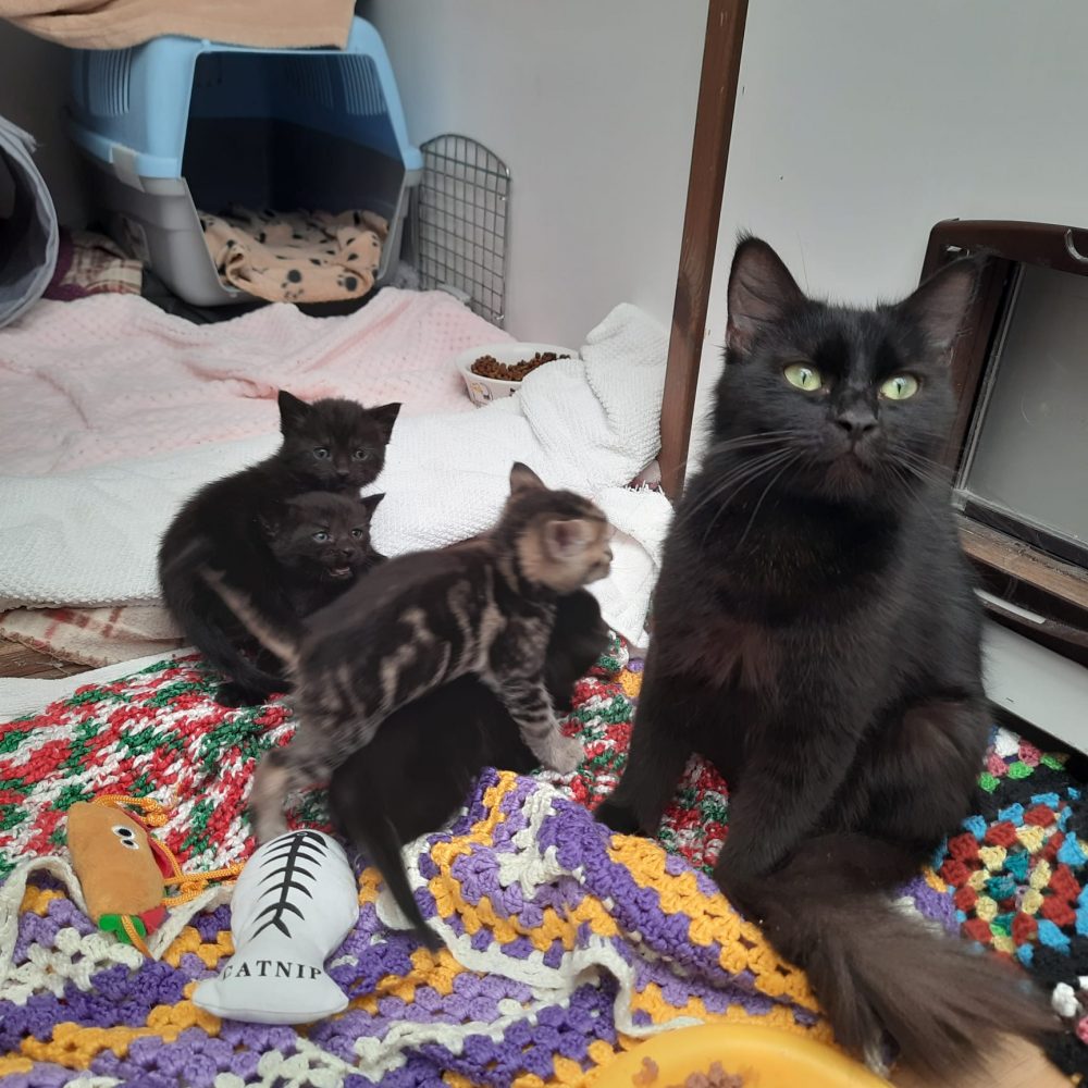 Kittens & Young Mums