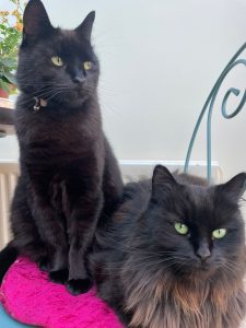 Pandora & Phoenix Pandora & Phoenix