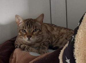Jasper