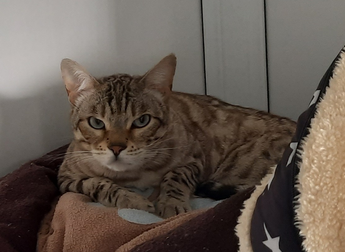 Jasper Jasper