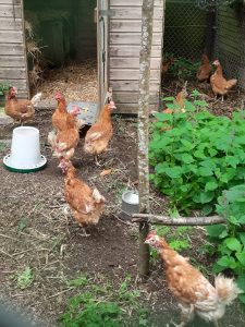 Hens