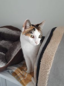 Ula