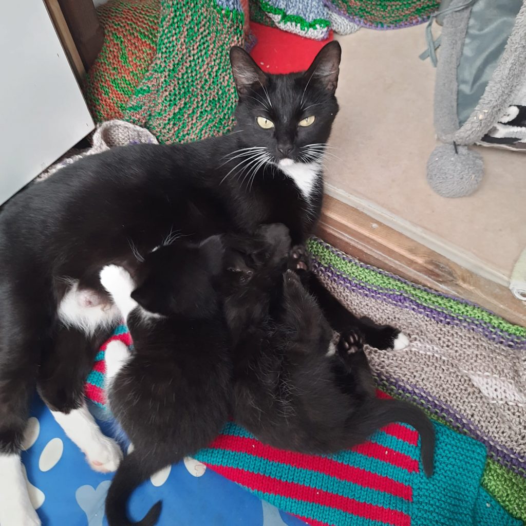 Cinnamon & 5 kittens