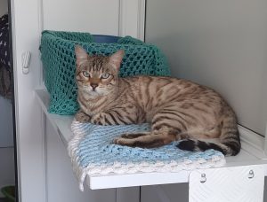 Jasper