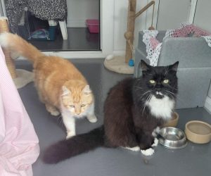 Boswell and Walkabout